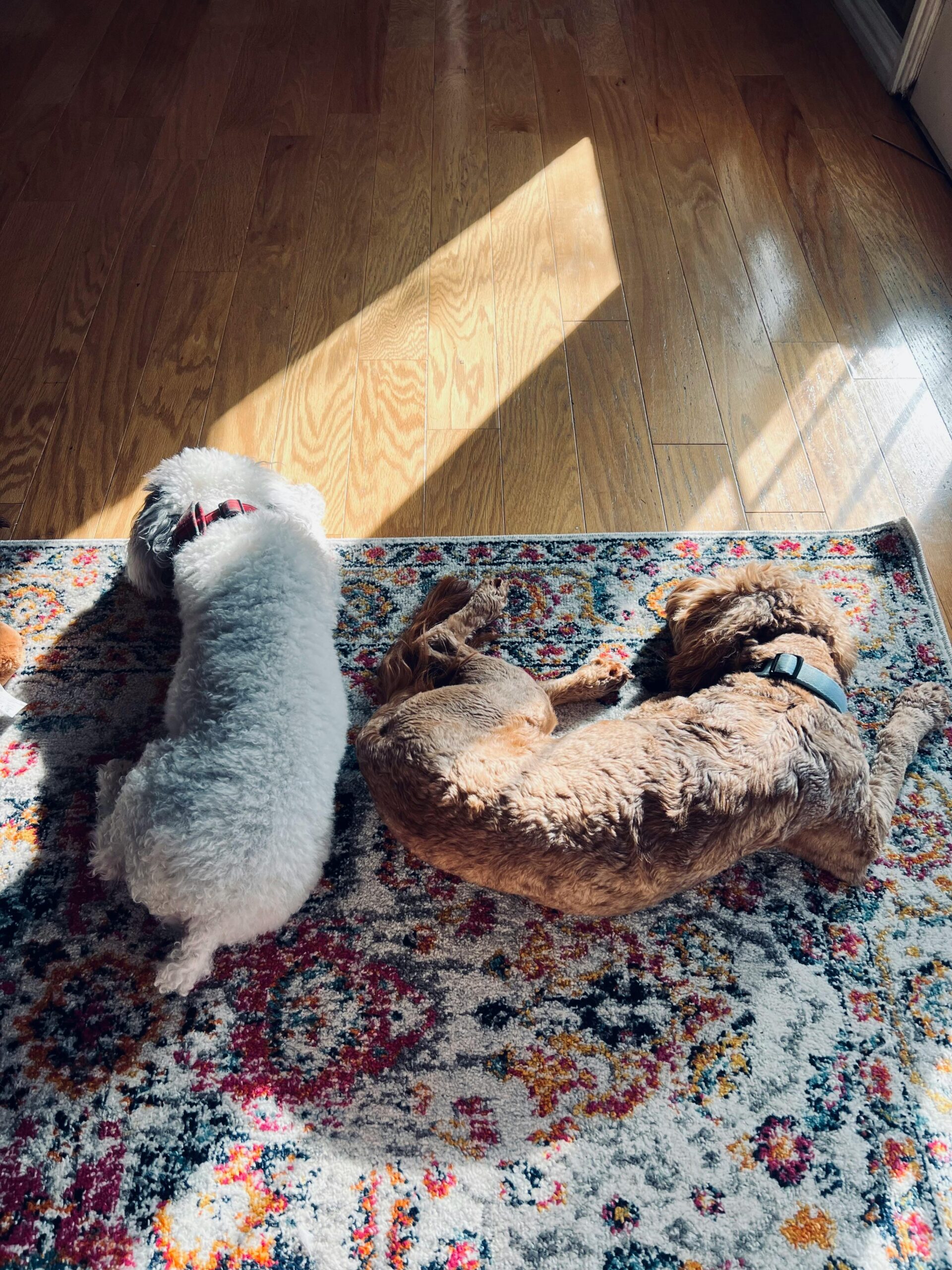 Two dogs sleeping on a colorful rug in sunlight, showcasing a peaceful indoor pet moment.
